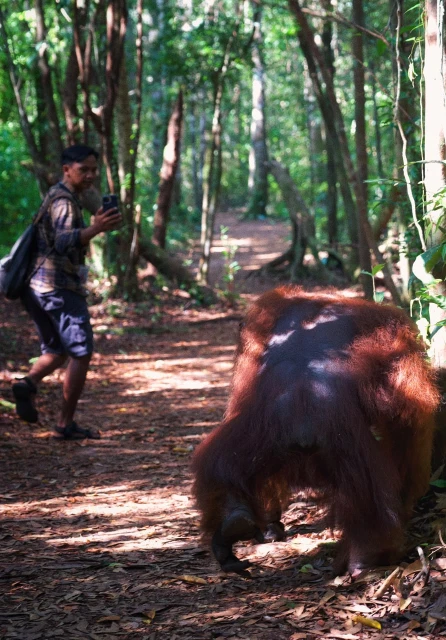 Pemandu berjalan di belakang orangutan di jalur hutan Tanjung Puting